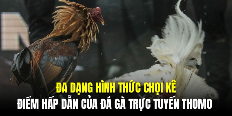 Đa dạng hình thức chọi kê là điểm hấp dẫn của đá gà trực tuyến thomo 