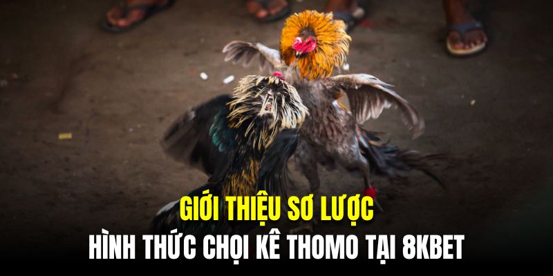 Giới thiệu sơ lược về hình thức chọi kê thomo tại 8KBET