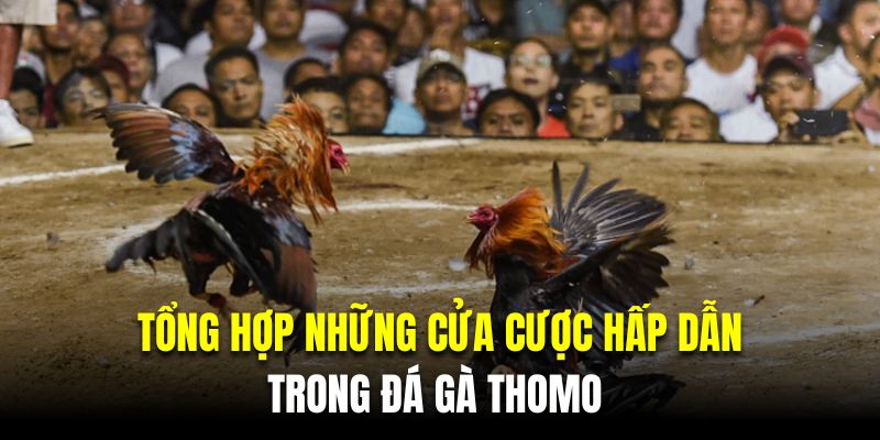 Tổng hợp những cửa cược hấp dẫn trong đá gà thomo 