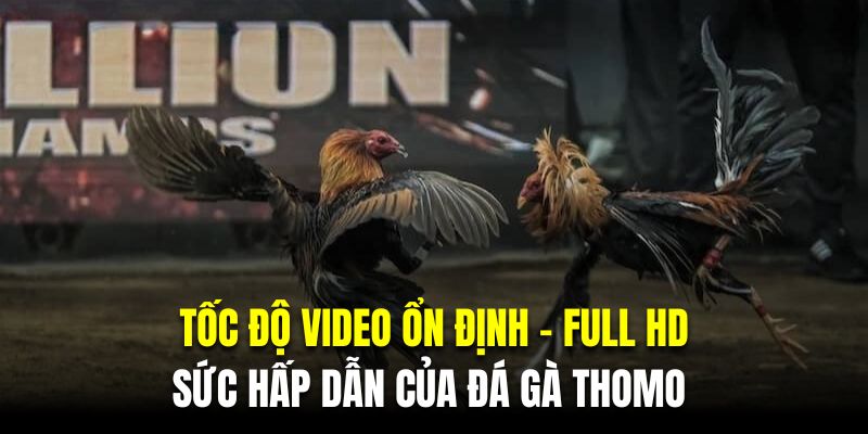 Tốc độ video ổn định - Full HD là sức hấp dẫn của đá gà thomo 