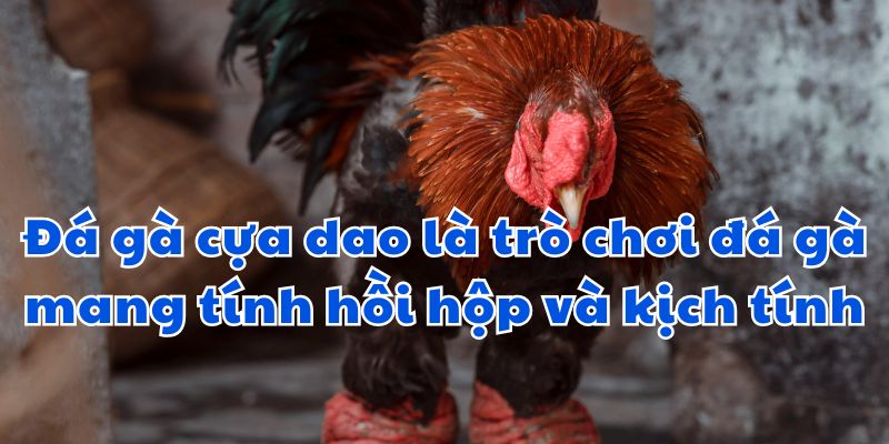 Đá gà cựa dao là trò chơi đá gà mang tính hồi hộp và kịch tính