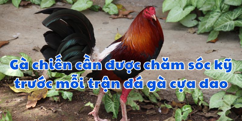 Chiến kê cần được chăm sóc kỹ trước mỗi trận đá gà cựa dao