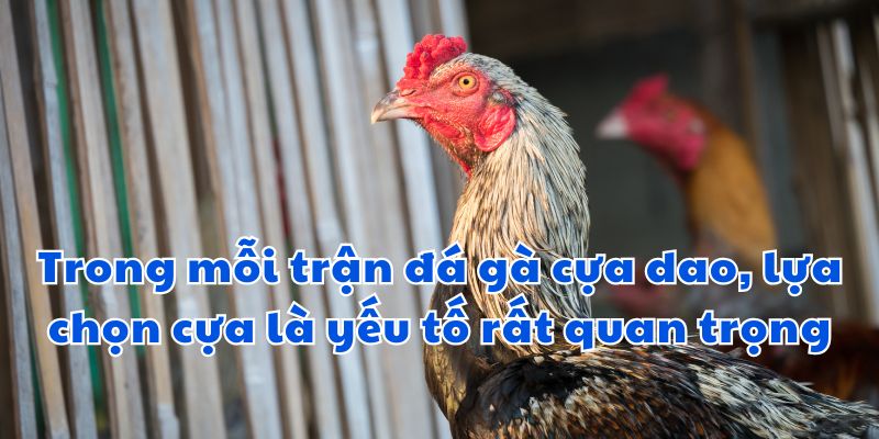 Lựa chọn cựa rất quan trọng trong đá gà cựa dao